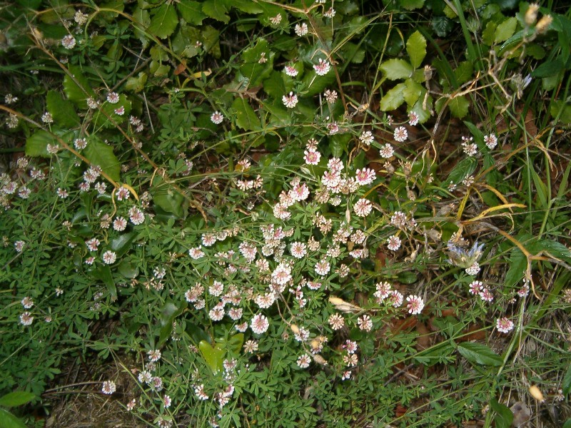 Lotus herbaceus (=Dorycnium herbaceum) / Trifoglino erbaceo