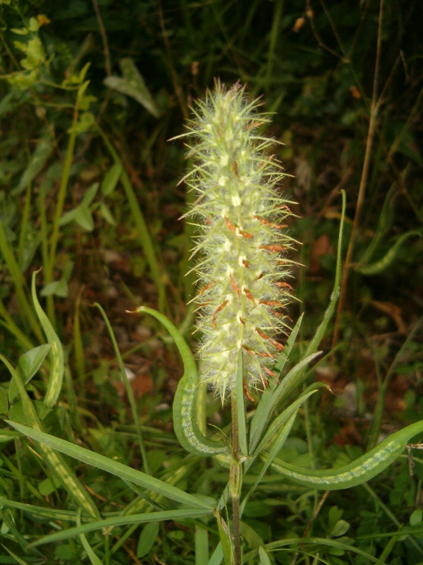 Trifolium angustifolium e Securigera securidaca