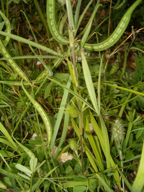 Trifolium angustifolium e Securigera securidaca