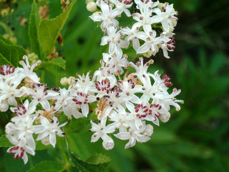 Daucus carota e Sambucus ebulus