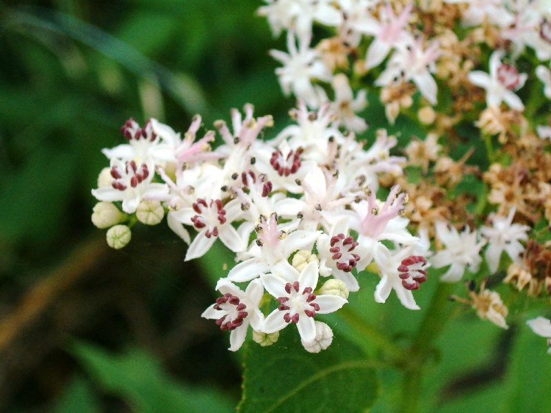 Daucus carota e Sambucus ebulus