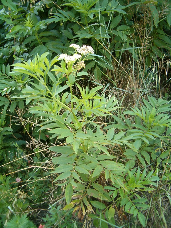 Daucus carota e Sambucus ebulus