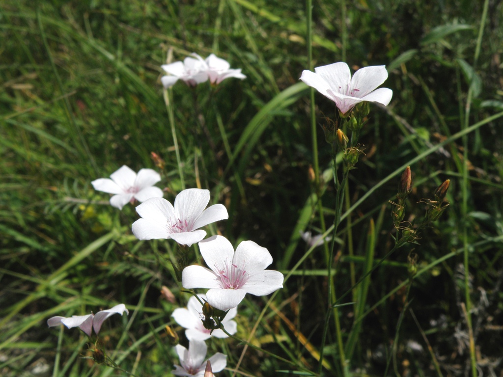 Linum tenuifolium