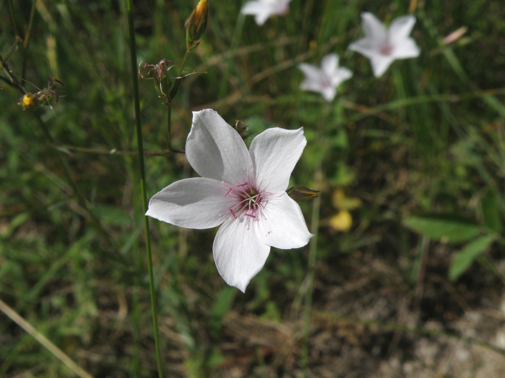 Linum tenuifolium