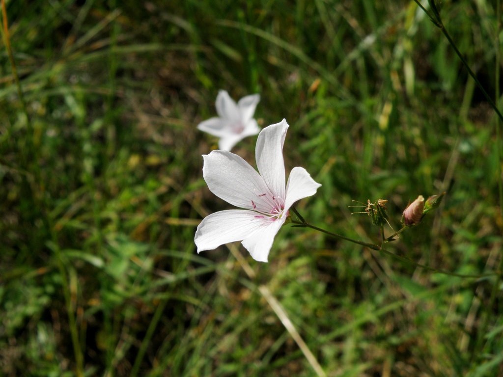 Linum tenuifolium