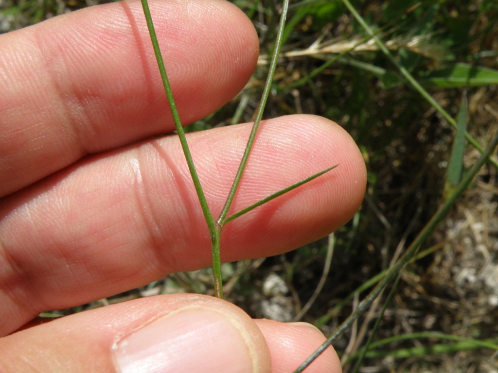 Linum tenuifolium