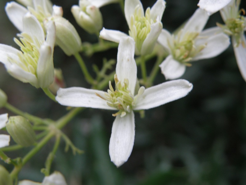 Clematis flammula