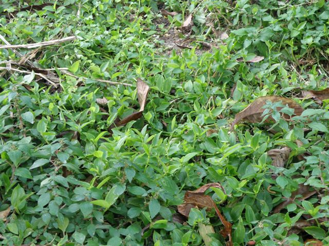 Tradescantia  fluminensis