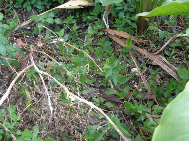 Tradescantia  fluminensis