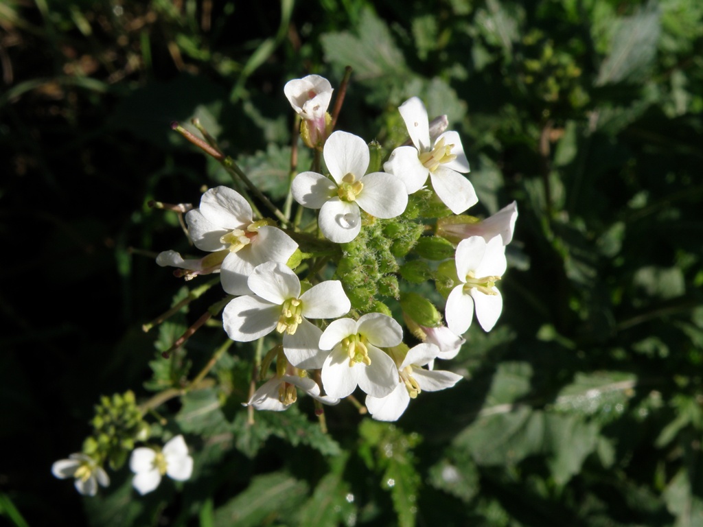 Diplotaxis erucoides