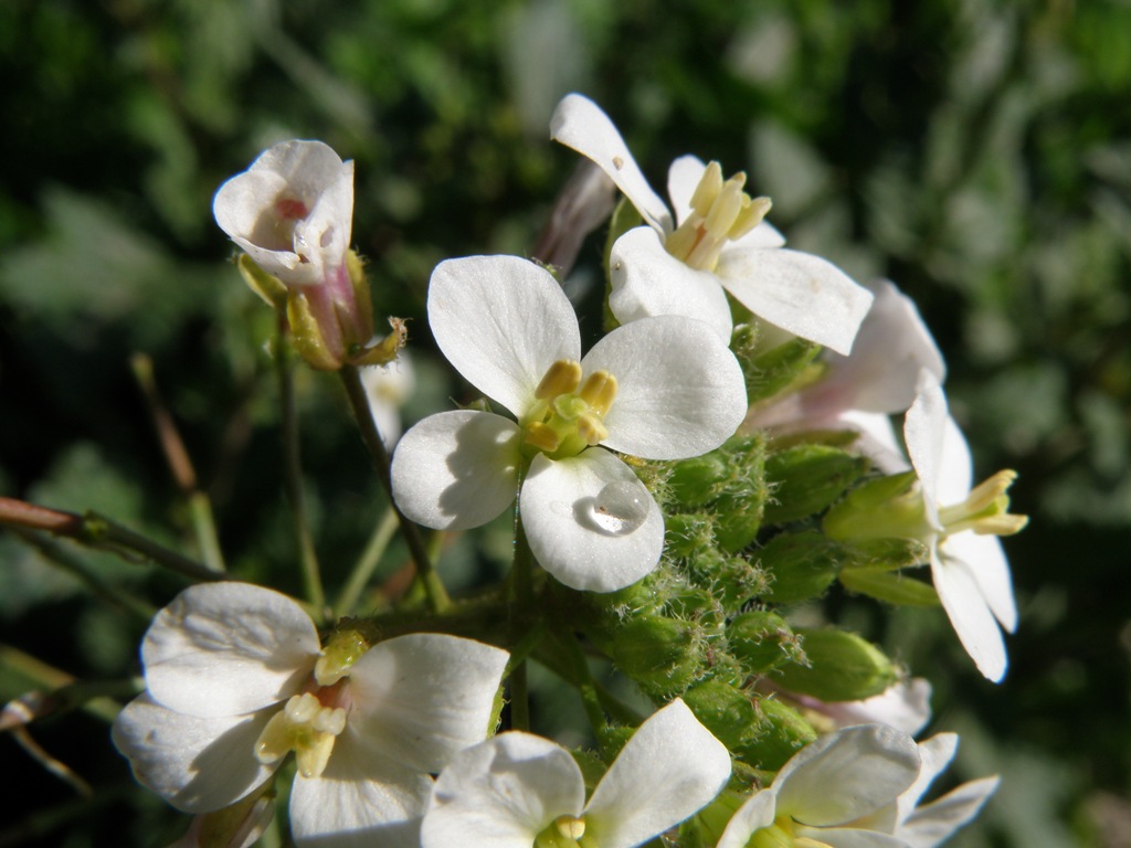 Diplotaxis erucoides