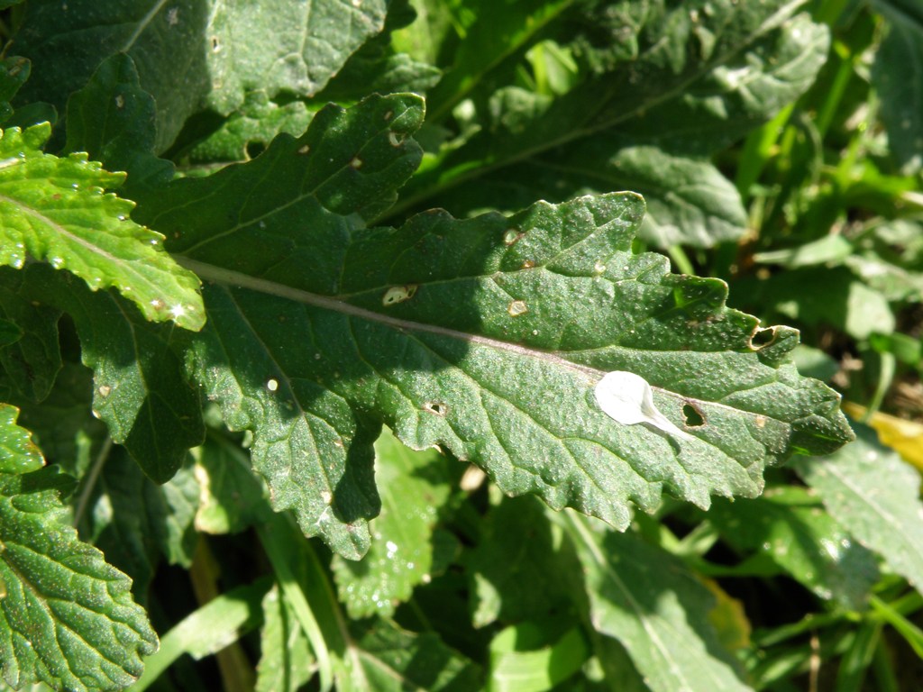 Diplotaxis erucoides