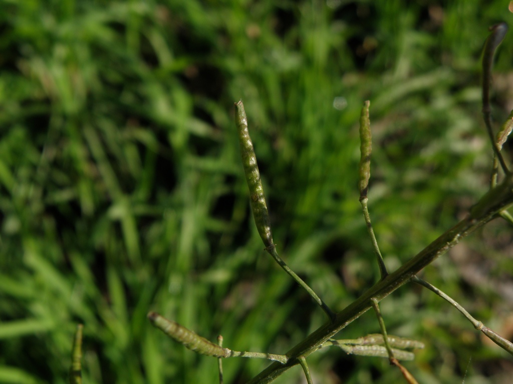 Diplotaxis erucoides