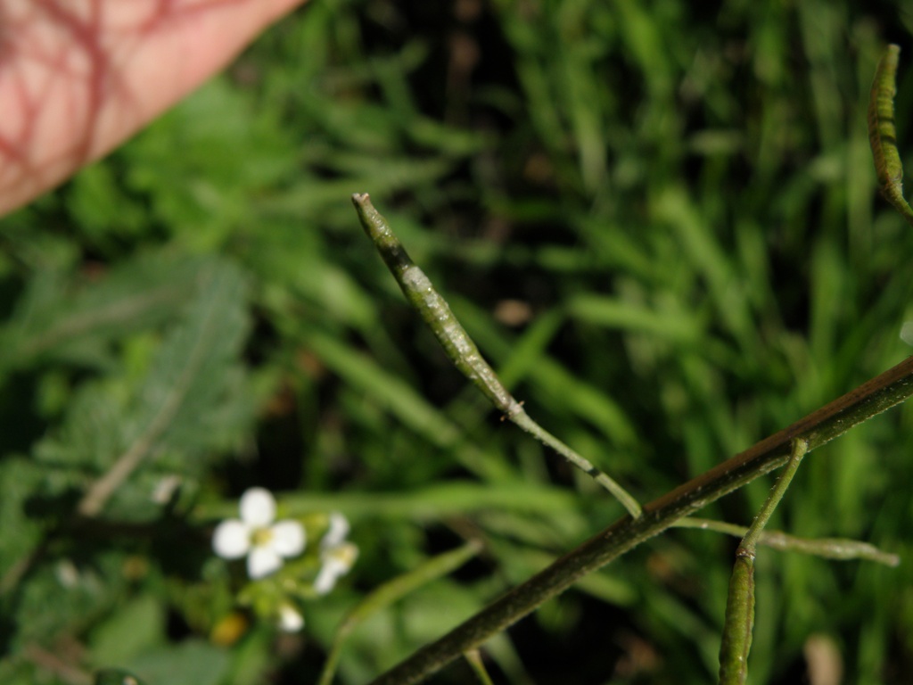 Diplotaxis erucoides