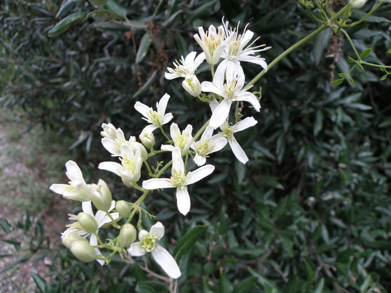 Clematis flammula