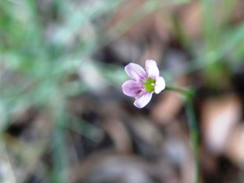 Petrorhagia saxifraga