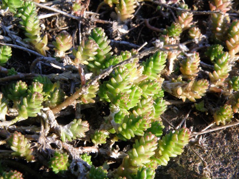 Succulenta sul muretto - Sedum acre