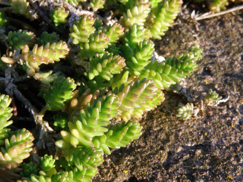 Succulenta sul muretto - Sedum acre