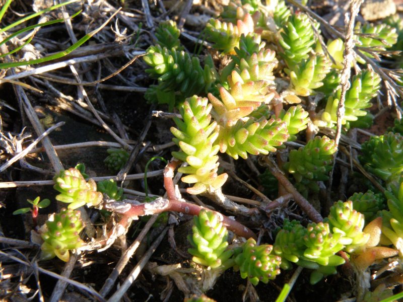 Succulenta sul muretto - Sedum acre