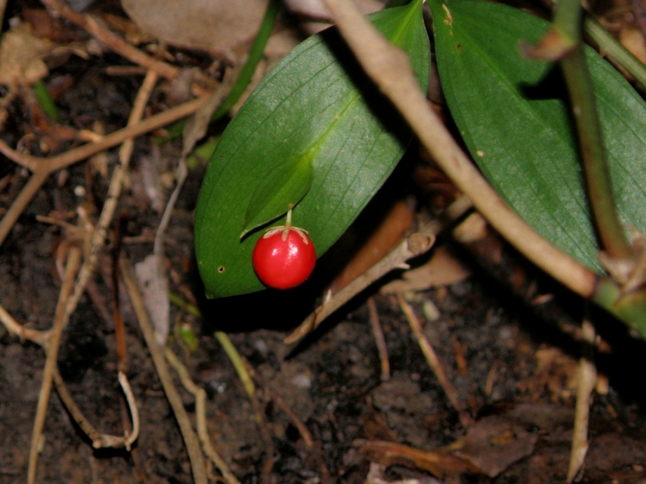 Ruscus hypoglossum