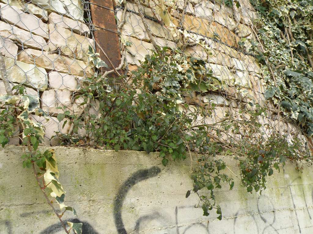 Solanum villosum