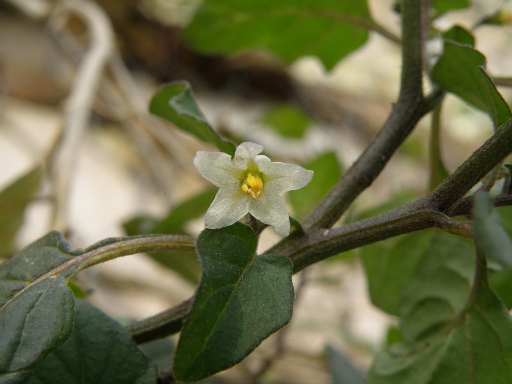 Solanum villosum