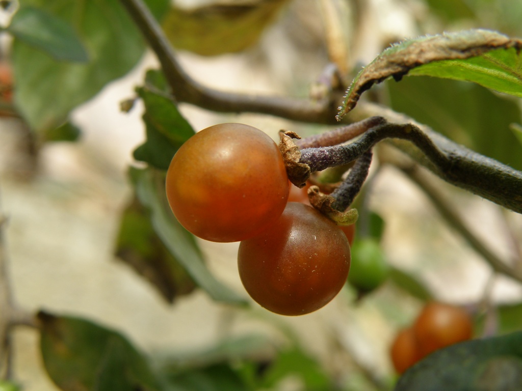 Solanum villosum