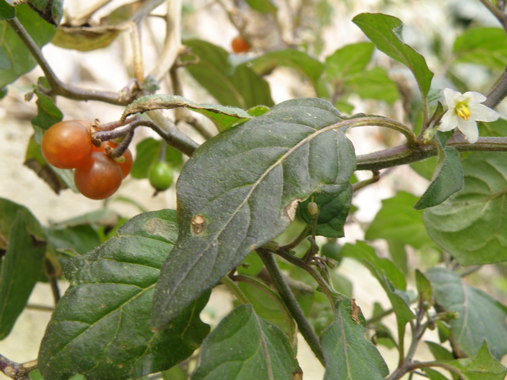 Solanum villosum