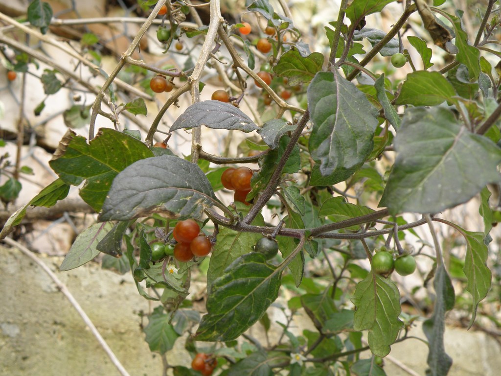 Solanum villosum