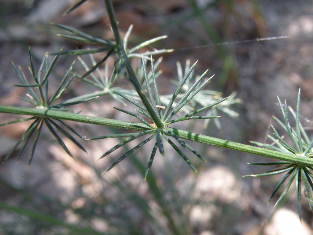 Pianta ''pungente'' - Asparagus acutifolius