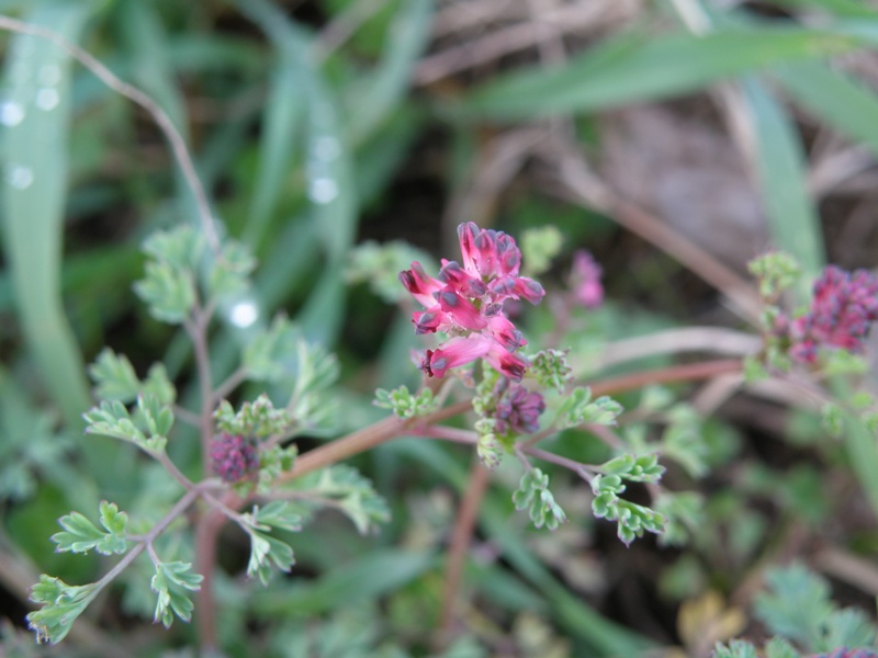 Fumaria officinalis