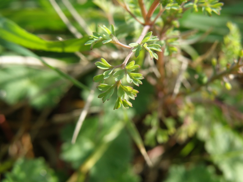 Fumaria officinalis