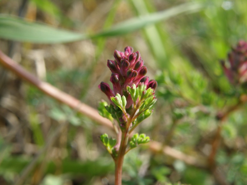 Fumaria officinalis