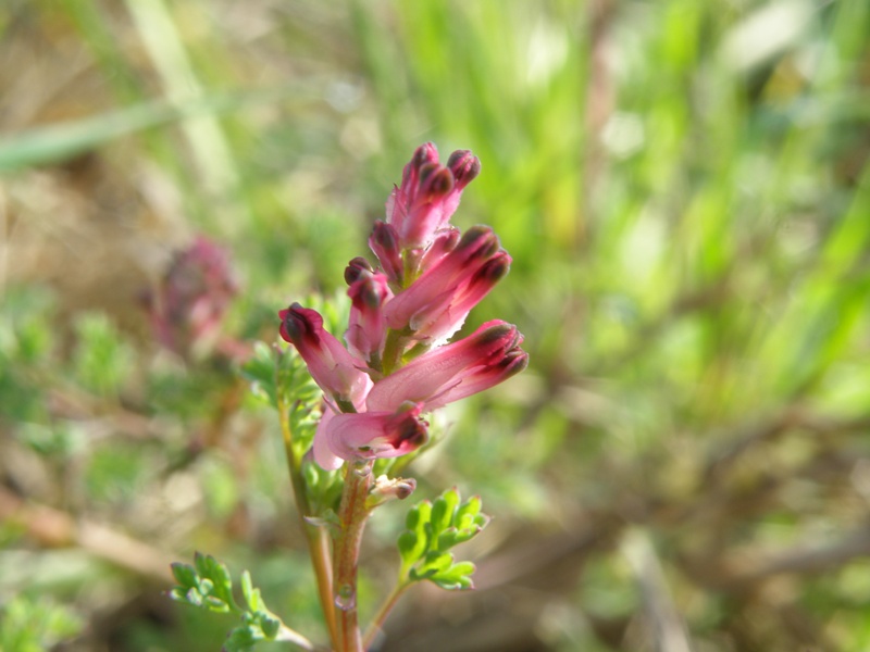 Fumaria officinalis