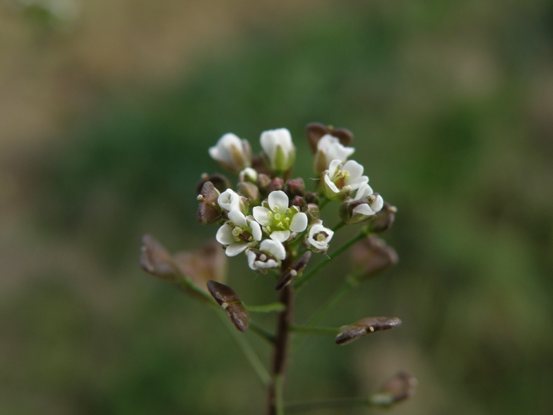 Capsella bursa-pastoris / Borsapastore comune