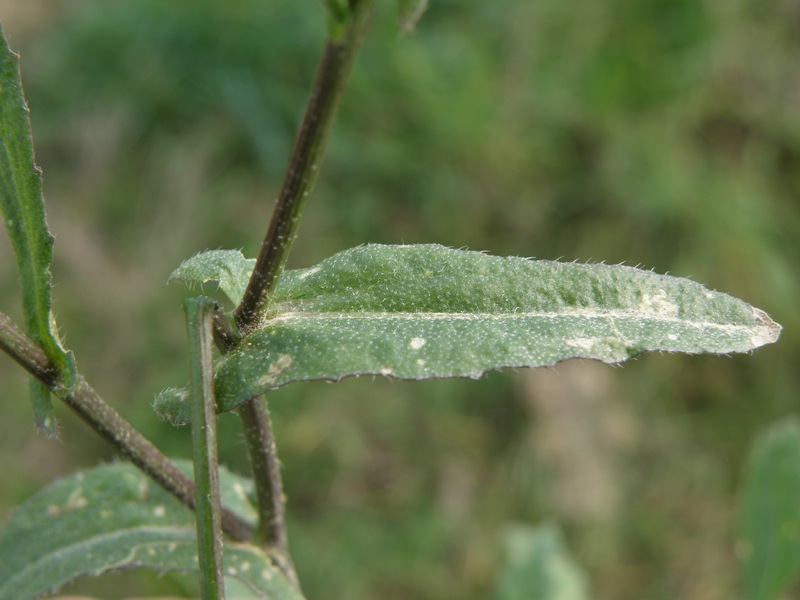 Capsella bursa-pastoris / Borsapastore comune