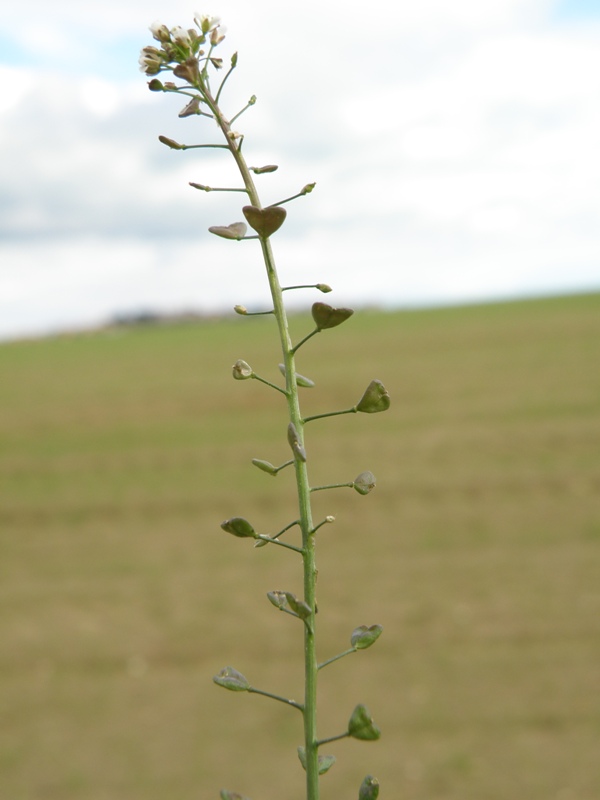 Capsella bursa-pastoris / Borsapastore comune