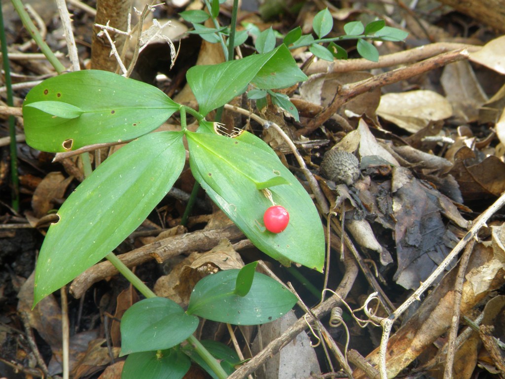 Ruscus hypoglossum