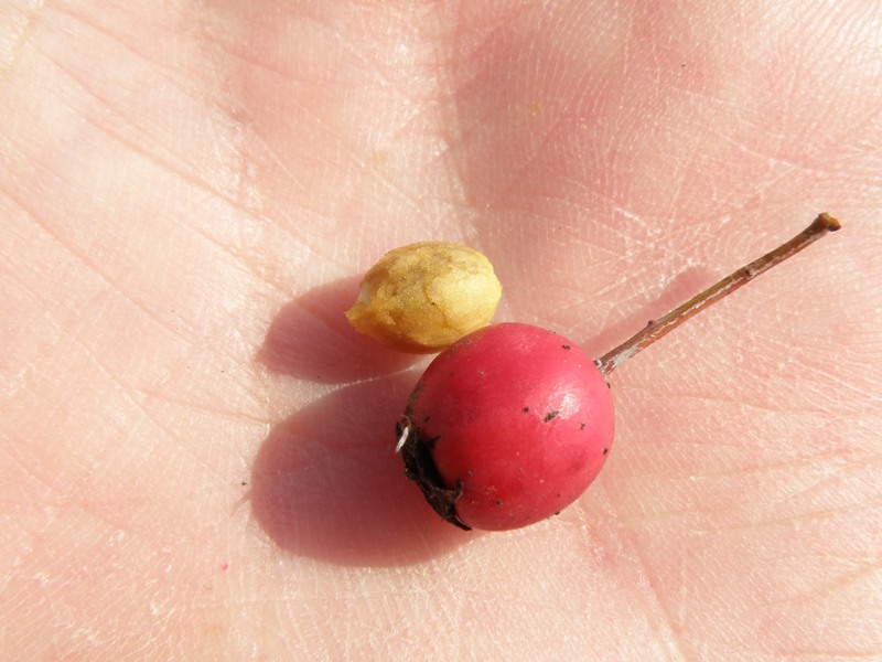 Crataegus monogyna