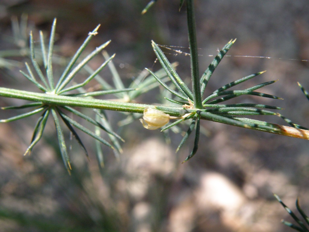 Pianta ''pungente'' - Asparagus acutifolius
