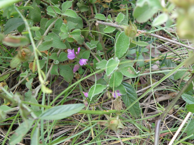 piccolissimi fiori da determinare - Polygala sp.