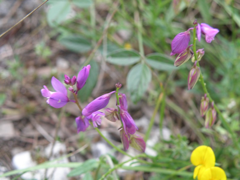 piccolissimi fiori da determinare - Polygala sp.