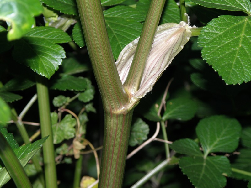 Smyrnium olusatrum / Corinoli comune