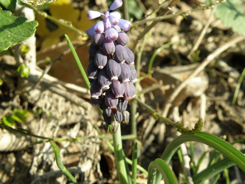 Muscari neglectum