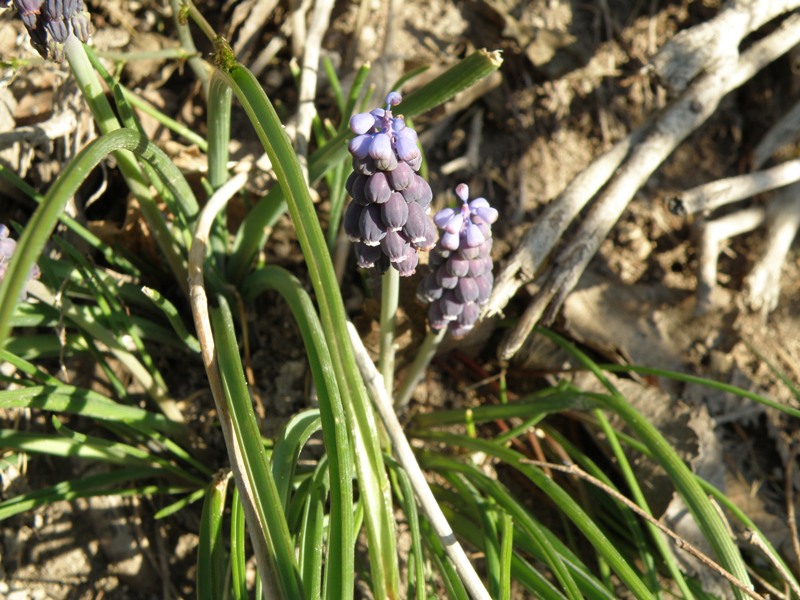 Muscari neglectum