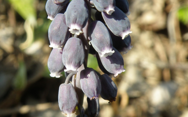 Muscari neglectum