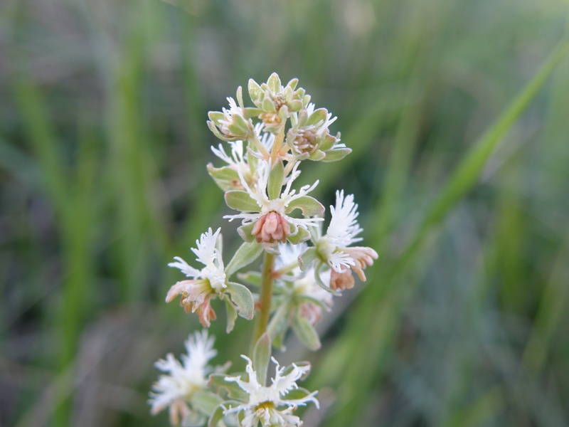 Reseda phyteuma