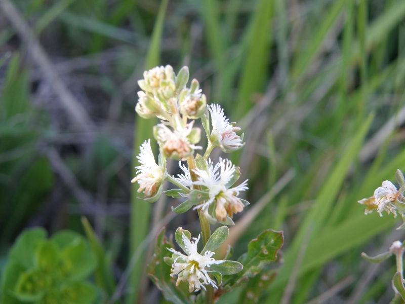 Reseda phyteuma