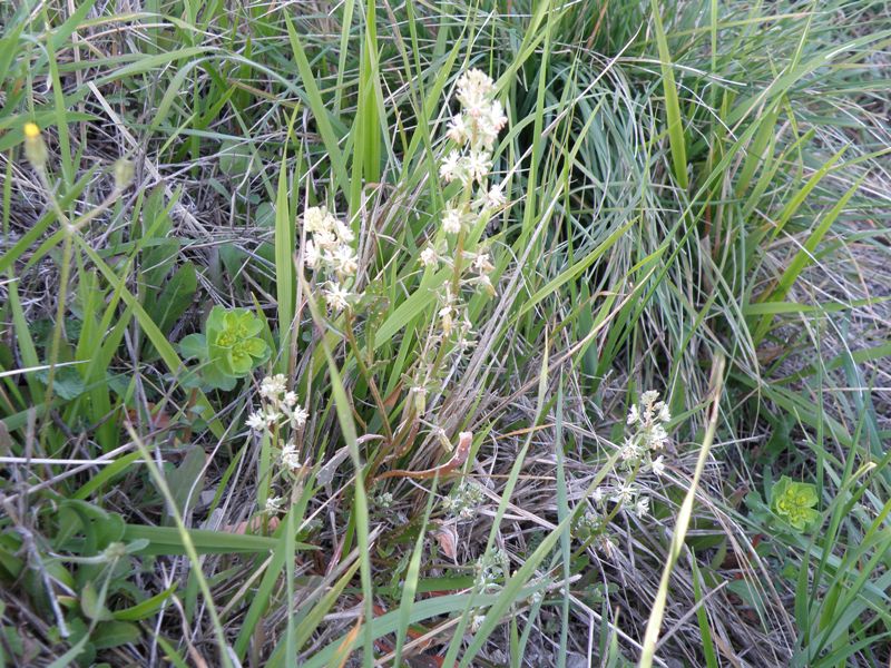 Reseda phyteuma