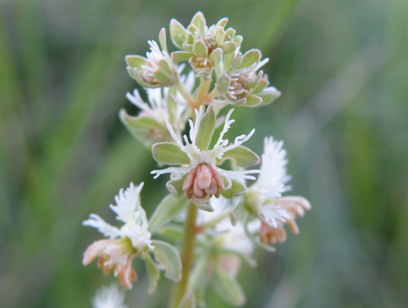 Reseda phyteuma